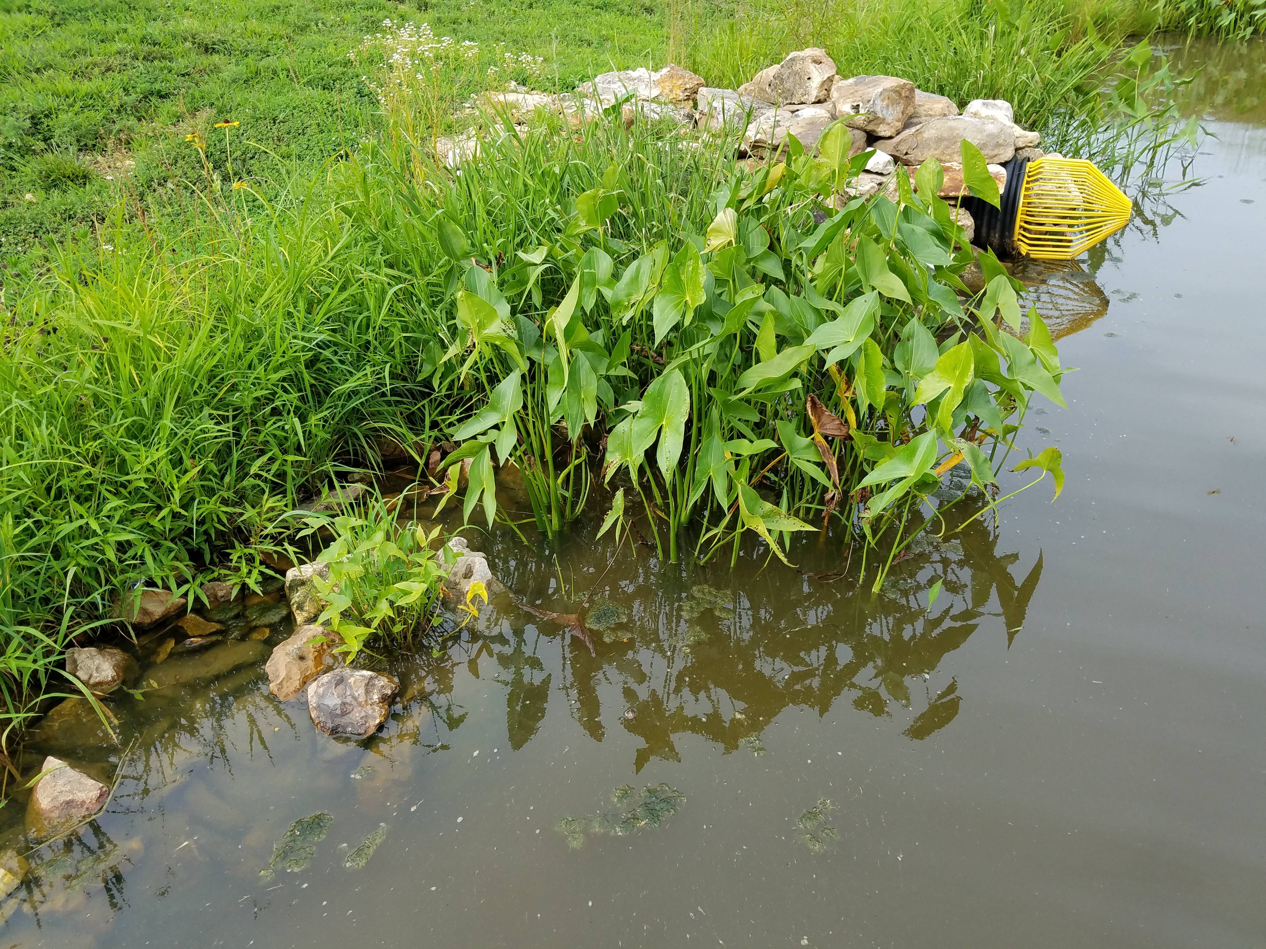 Attached picture Pond 02.jpg